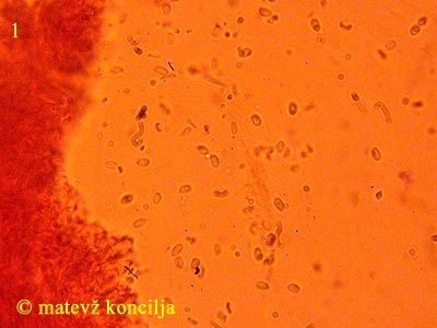 Steccherinum ochraceum - Sporen