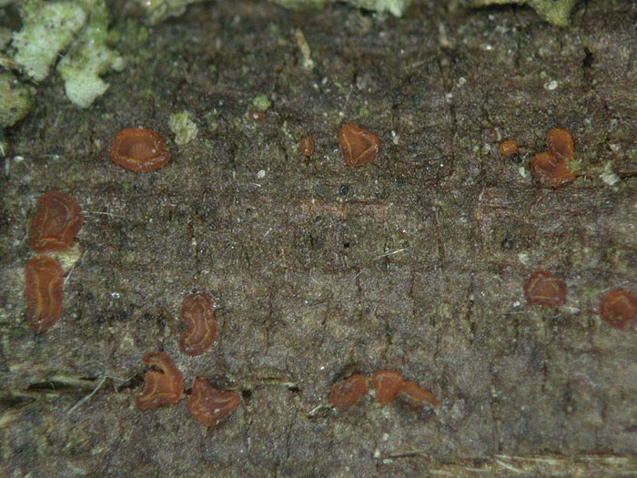 Orbilia aurantiorubra - Goldtropfiges Knopfbecherchen