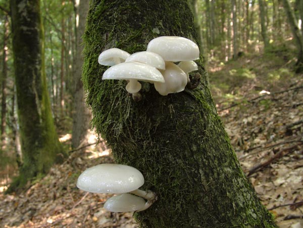 Mucidula mucida - Beringter Schleimrübling