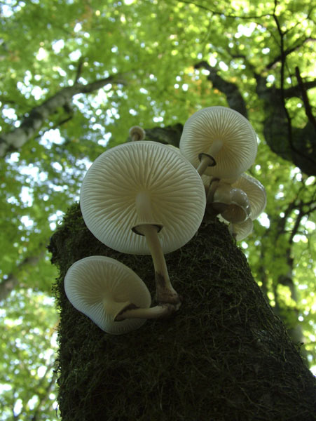 Mucidula mucida - Beringter Schleimrübling