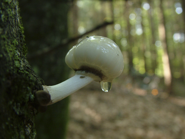 Mucidula mucida - Beringter Schleimrübling