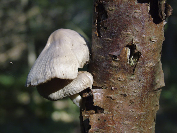 Mucidula mucida - Beringter Schleimrübling