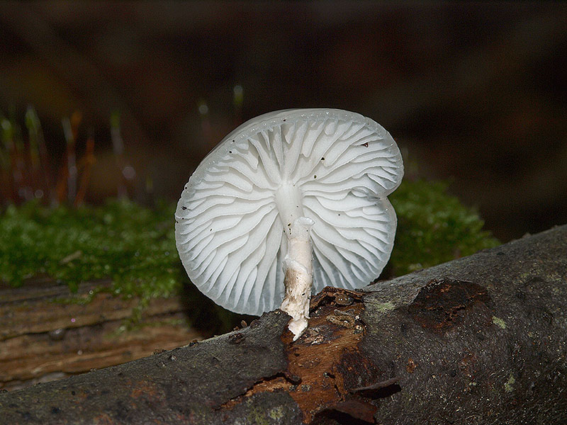 Mucidula mucida - Beringter Schleimrübling