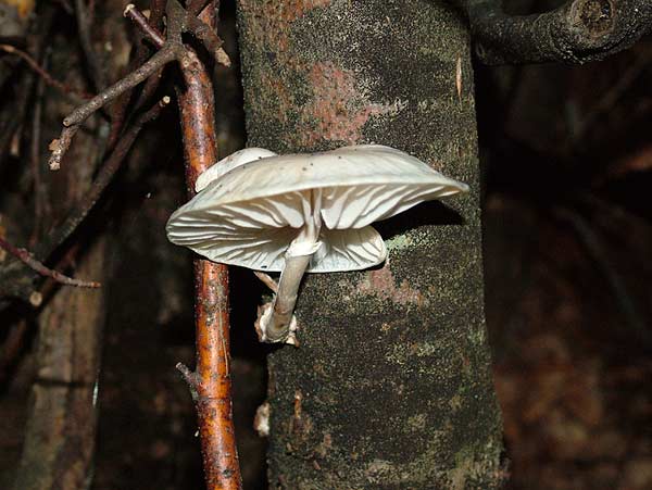 Mucidula mucida - Beringter Schleimrübling