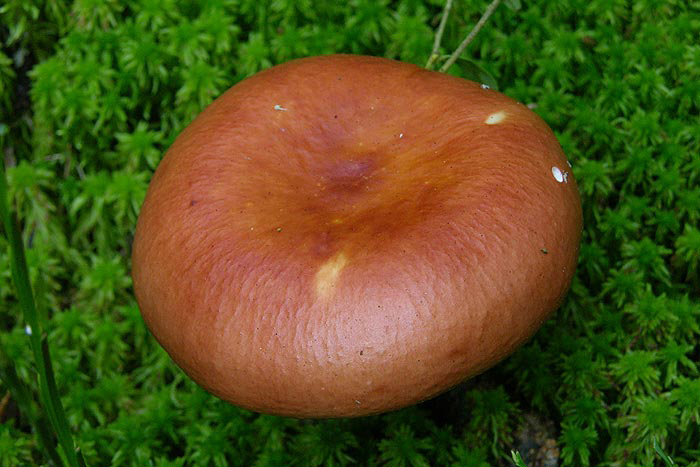 Russula paludosa