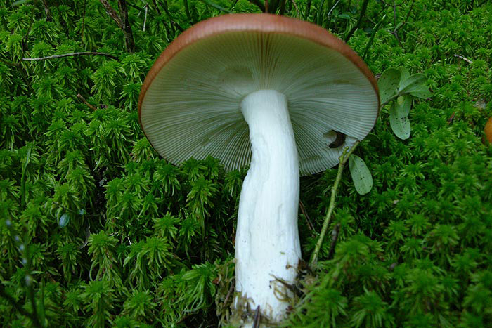 Russula paludosa