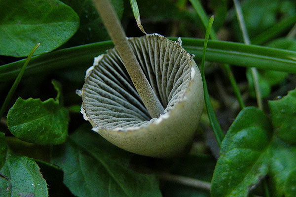 Panaeolus papilionaceus var. capitatocystis