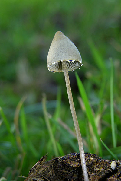 panaeolus papilionaceus var. capitatocystis