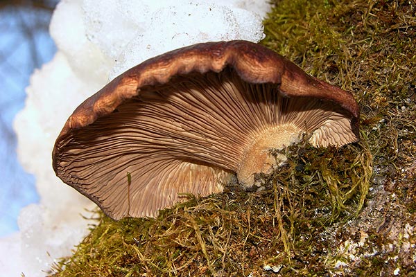 Gelbstieliger Muschelseitling