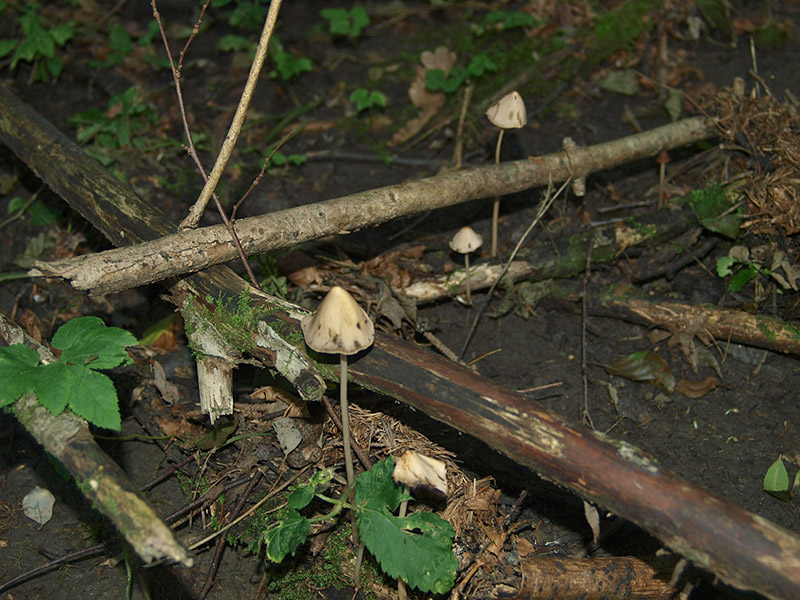 Parasola conopilus - Behaarter Kegelhut-Faserling
