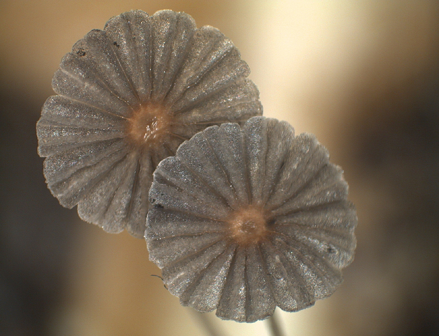 Parasola misera - Kahler Mist-Tintling