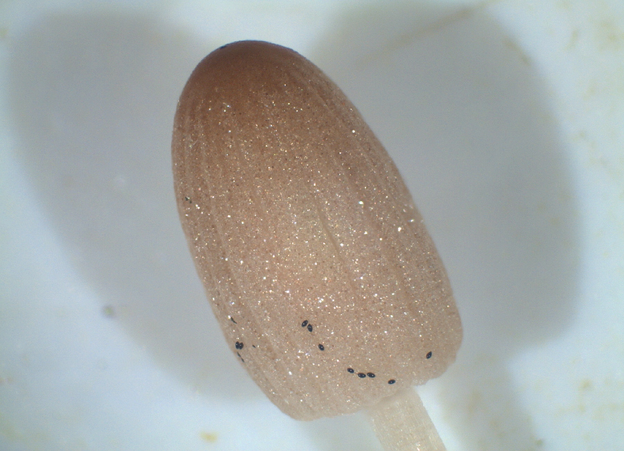 Parasola misera - Kahler Mist-Tintling