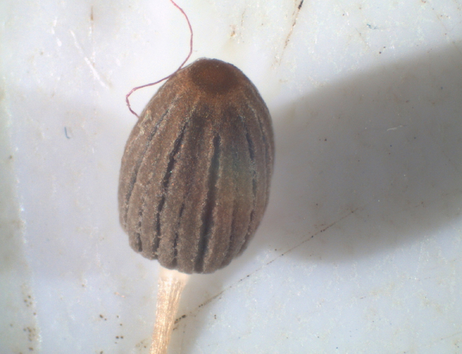 Parasola misera - Kahler Mist-Tintling