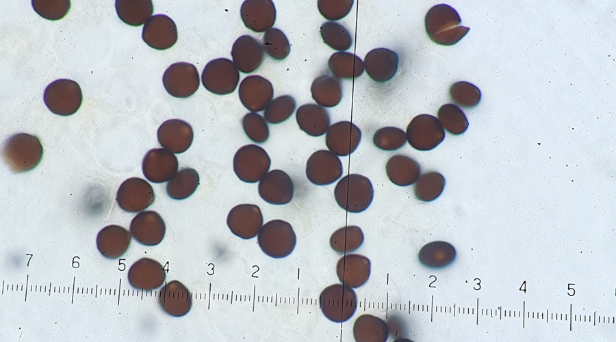 Parasola misera - Kahler Mist-Tintling