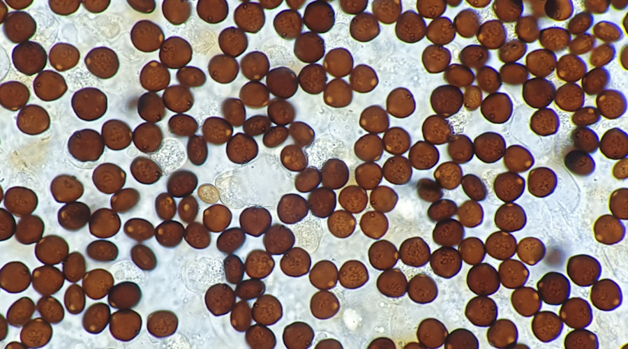 Parasola misera - Kahler Mist-Tintling