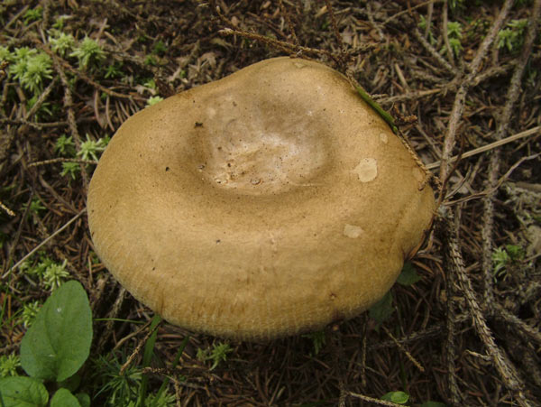 paxillus involutus