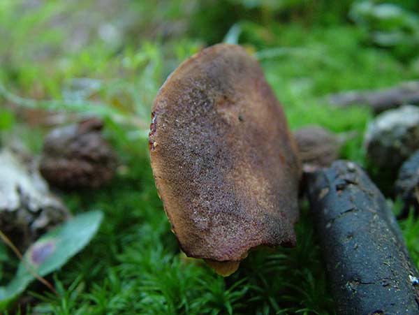 xerocomus pelletieri
