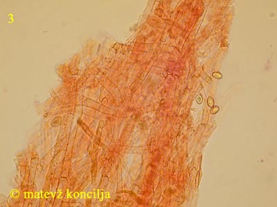 gymnopilus penetrans - koica klobuka