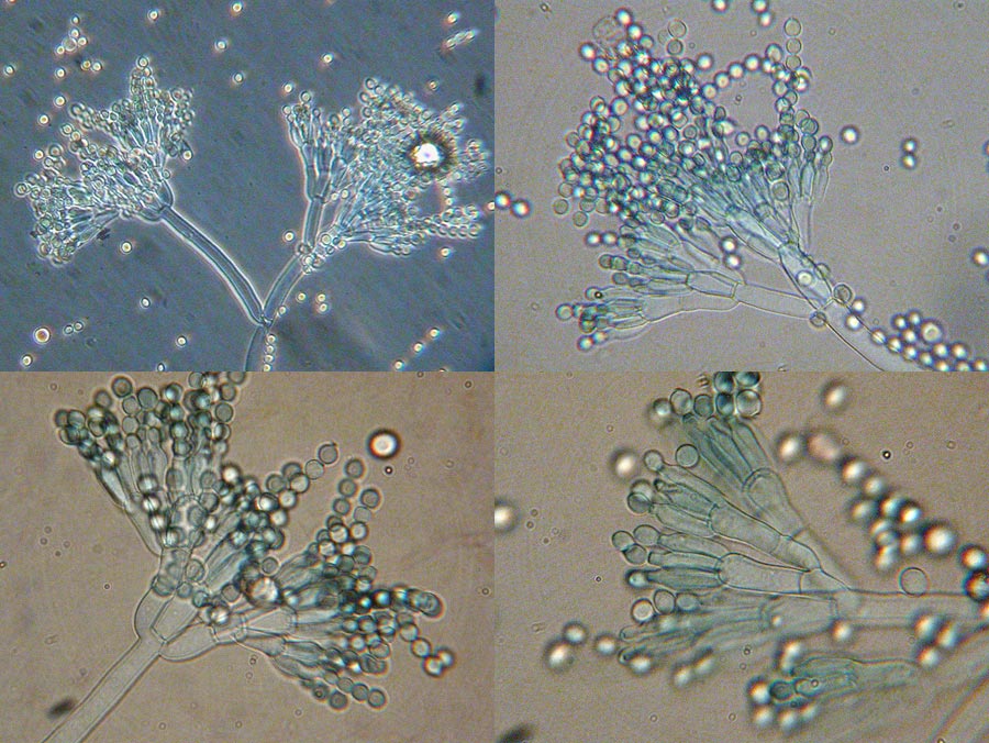 Penicillium spec.