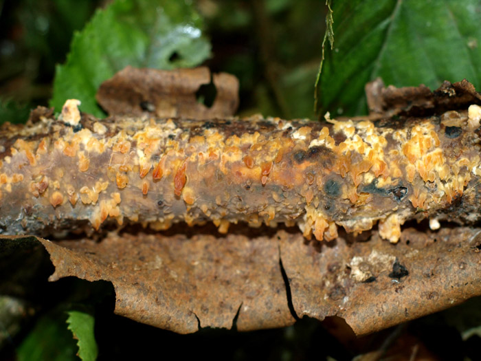 Peniophora laeta - Hainbuchen-Zystidenrindenpilz