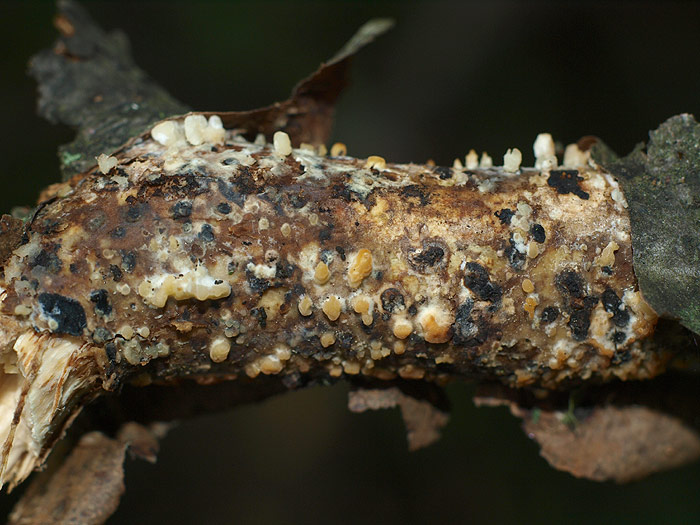 Peniophora laeta - Hainbuchen-Zystidenrindenpilz