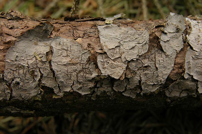 Tannen-Zystidenrindenpilz