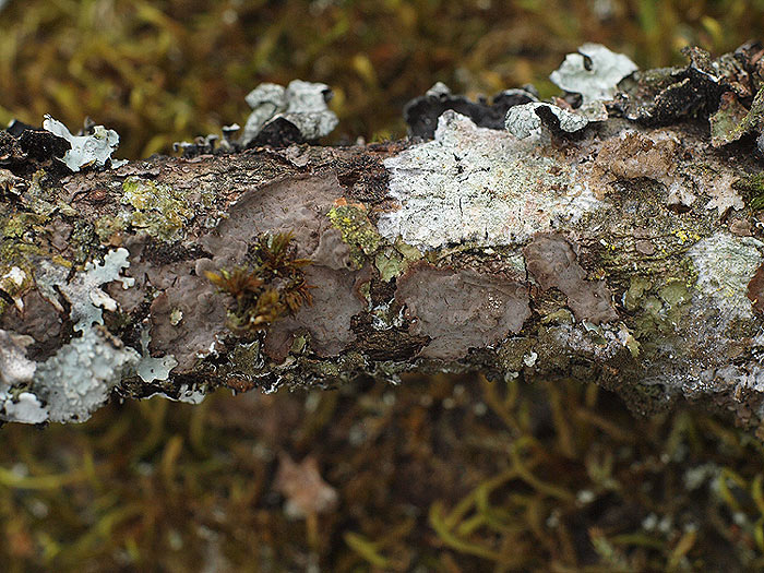 Peniophora rufomarginata - Linden-Zystidenrindenpilz