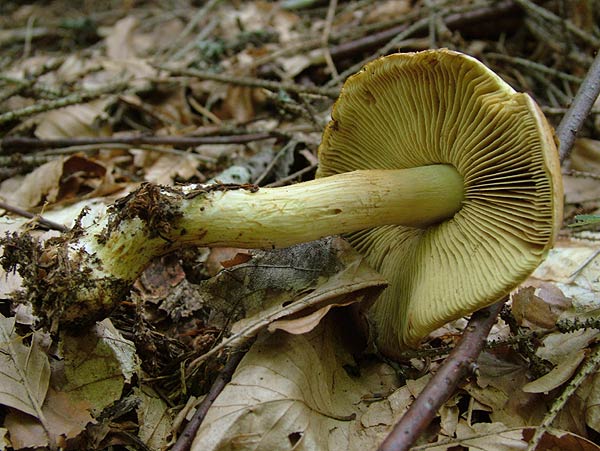 cortinarius percomis