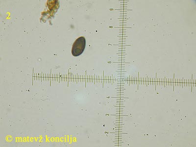 Hypoxylon perforatum - Spore