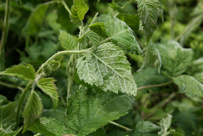 Peronospora rubi