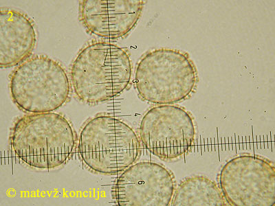 Trichia persimilis - trosi