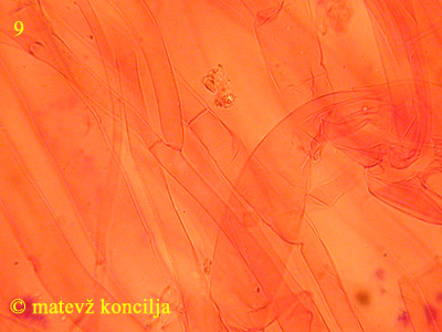 Pluteus petasatus - HDS