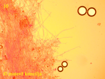 Pluteus petasatus - HDS