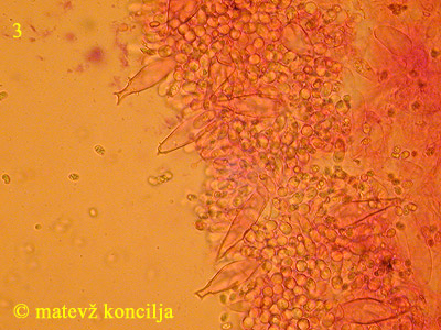 Pluteus petasatus - Lamelle