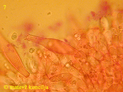 Pluteus petasatus - Pleurozystiden