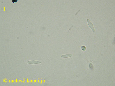 Pyrenopeziza petiolaris - trosi