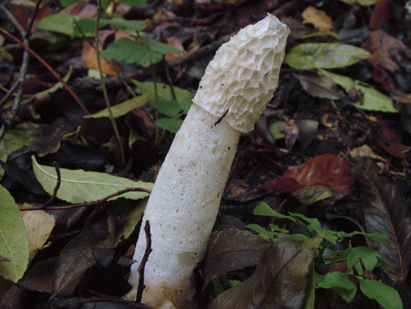 phallus impudicus