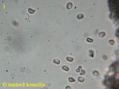 Phylloporia ribis - Sporen