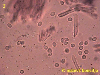 phellinus ribis - trosi