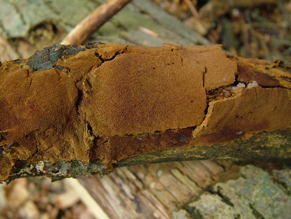 phellinus ferruginosus