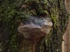 phellinus tremulae