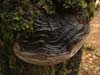 phellinus tremulae