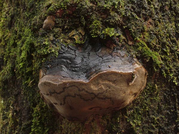 phellinus tremulae