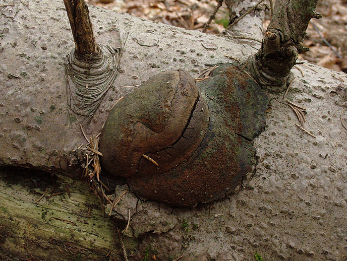 Phellinus hartigii - hartigov plutač