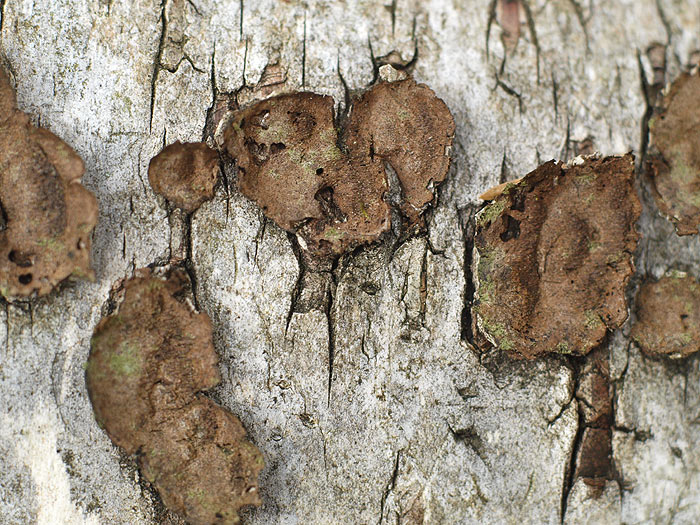 Phellinus laevigatus - Birken-Feuerschwamm