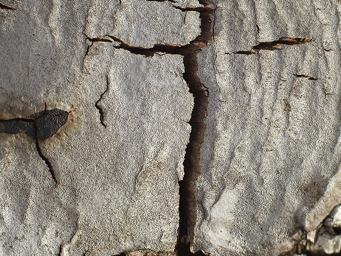 Phellinus laevigatus - Birken-Feuerschwamm