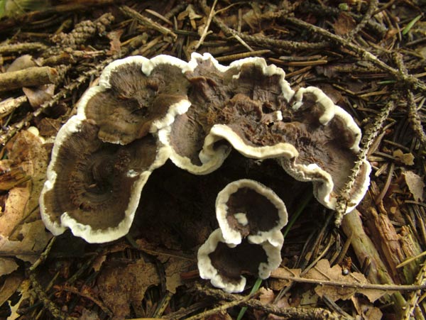 phellodon tomentosus