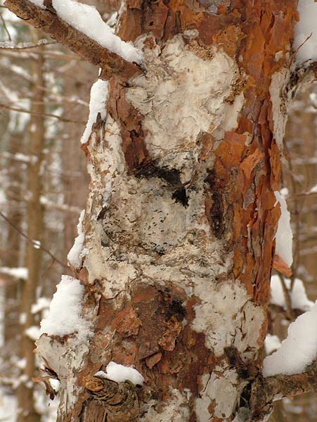 phlebiopsis gigantea