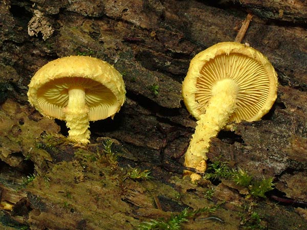 pholiota flammans