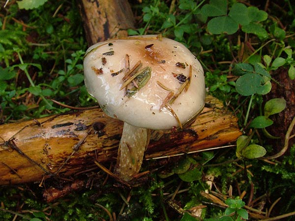 pholiota lenta